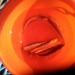 オリジナルメーカー海づり公園(市原市海づり施設) 釣果