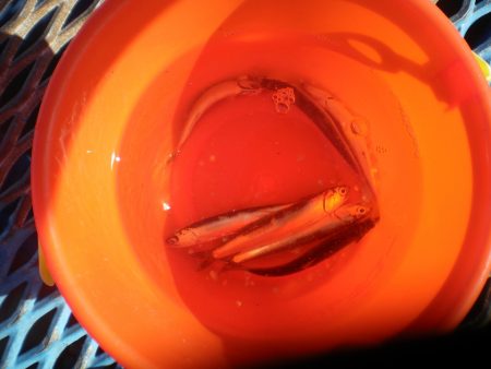 オリジナルメーカー海づり公園(市原市海づり施設) 釣果