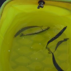 オリジナルメーカー海づり公園(市原市海づり施設) 釣果