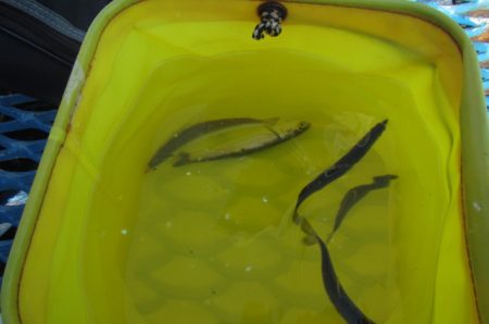 オリジナルメーカー海づり公園(市原市海づり施設) 釣果