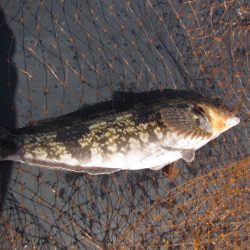 オリジナルメーカー海づり公園(市原市海づり施設) 釣果