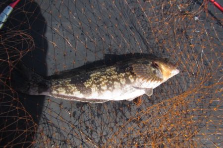 オリジナルメーカー海づり公園(市原市海づり施設) 釣果