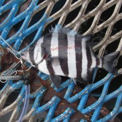 オリジナルメーカー海づり公園(市原市海づり施設) 釣果