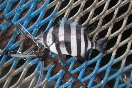 オリジナルメーカー海づり公園(市原市海づり施設) 釣果