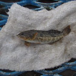 オリジナルメーカー海づり公園(市原市海づり施設) 釣果