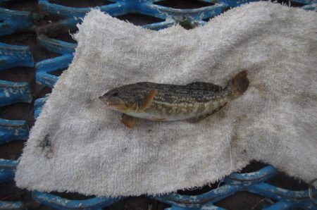 オリジナルメーカー海づり公園(市原市海づり施設) 釣果