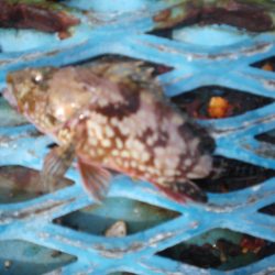 オリジナルメーカー海づり公園(市原市海づり施設) 釣果