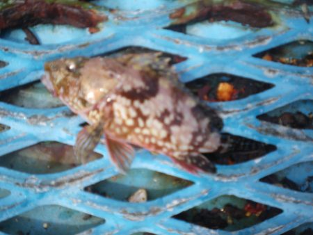 オリジナルメーカー海づり公園(市原市海づり施設) 釣果