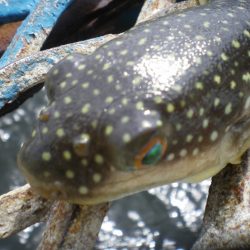 オリジナルメーカー海づり公園(市原市海づり施設) 釣果
