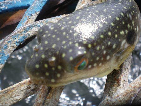 オリジナルメーカー海づり公園(市原市海づり施設) 釣果