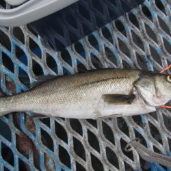 オリジナルメーカー海づり公園(市原市海づり施設) 釣果