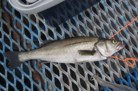 オリジナルメーカー海づり公園(市原市海づり施設) 釣果