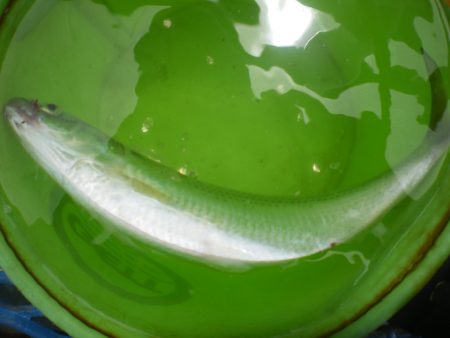 オリジナルメーカー海づり公園(市原市海づり施設) 釣果