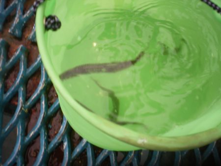 オリジナルメーカー海づり公園(市原市海づり施設) 釣果