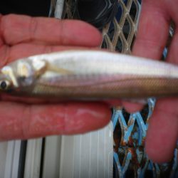 オリジナルメーカー海づり公園(市原市海づり施設) 釣果