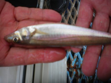 オリジナルメーカー海づり公園(市原市海づり施設) 釣果