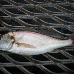 オリジナルメーカー海づり公園(市原市海づり施設) 釣果