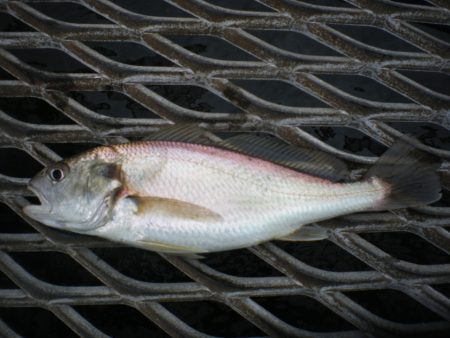 オリジナルメーカー海づり公園(市原市海づり施設) 釣果