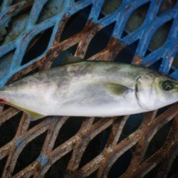 オリジナルメーカー海づり公園(市原市海づり施設) 釣果