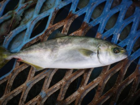オリジナルメーカー海づり公園(市原市海づり…