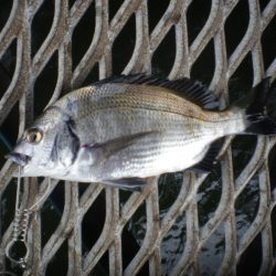 オリジナルメーカー海づり公園(市原市海づり施設) 釣果