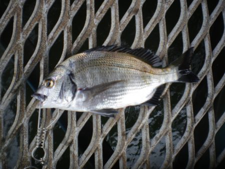 オリジナルメーカー海づり公園(市原市海づり施設) 釣果