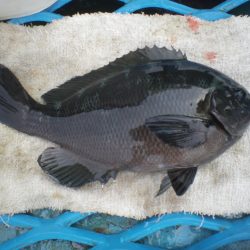 オリジナルメーカー海づり公園(市原市海づり施設) 釣果