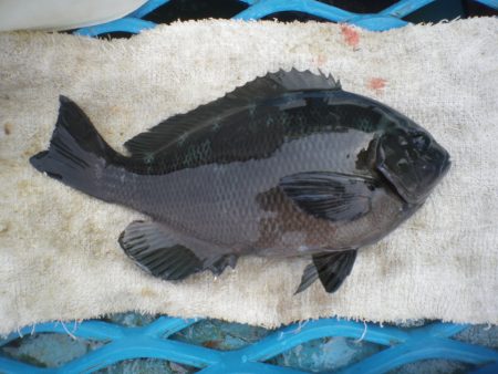 オリジナルメーカー海づり公園(市原市海づり施設) 釣果