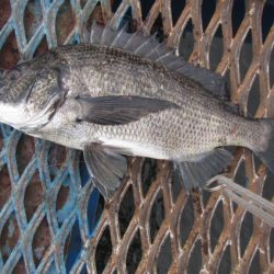 オリジナルメーカー海づり公園(市原市海づり施設) 釣果