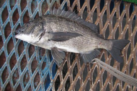 オリジナルメーカー海づり公園(市原市海づり…