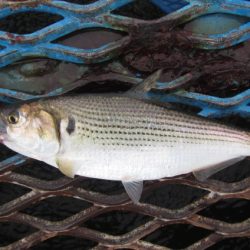 オリジナルメーカー海づり公園(市原市海づり施設) 釣果