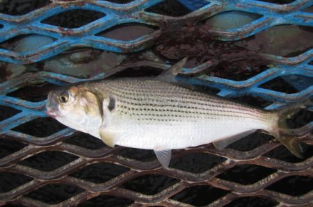 オリジナルメーカー海づり公園(市原市海づり施設) 釣果