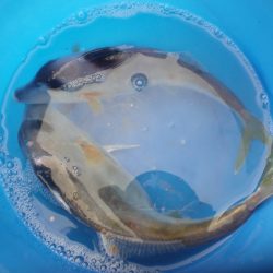 オリジナルメーカー海づり公園(市原市海づり施設) 釣果