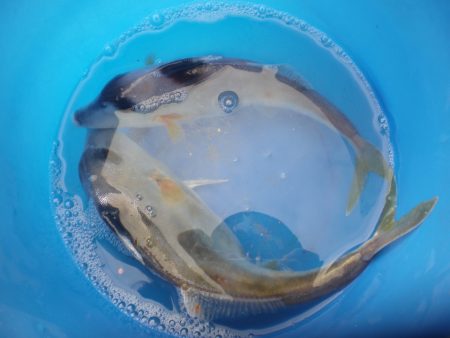 オリジナルメーカー海づり公園(市原市海づり施設) 釣果