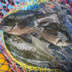 オリジナルメーカー海づり公園(市原市海づり施設) 釣果