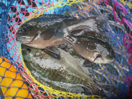 オリジナルメーカー海づり公園(市原市海づり施設) 釣果