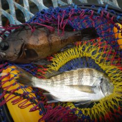 オリジナルメーカー海づり公園(市原市海づり施設) 釣果