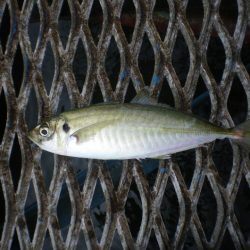 オリジナルメーカー海づり公園(市原市海づり施設) 釣果