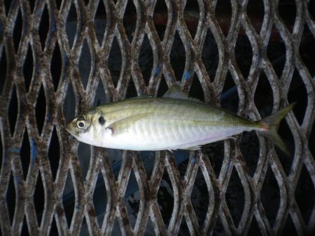 オリジナルメーカー海づり公園(市原市海づり施設) 釣果