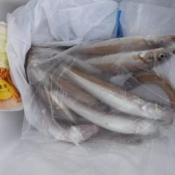 遊漁船 幸友丸 釣果