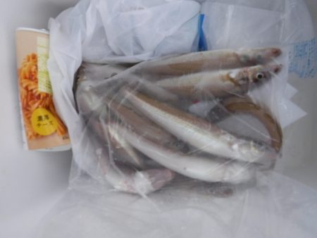 遊漁船 幸友丸 釣果