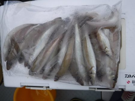 遊漁船 幸友丸 釣果