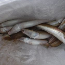 遊漁船 幸友丸 釣果