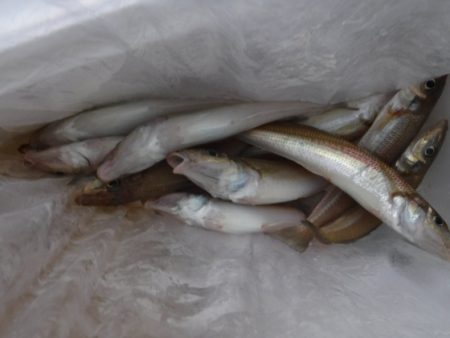 遊漁船 幸友丸 釣果