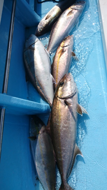 海晴丸 釣果