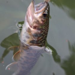 小菅トラウトガーデン 釣果