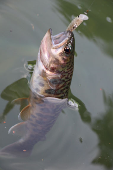 小菅トラウトガーデン 釣果