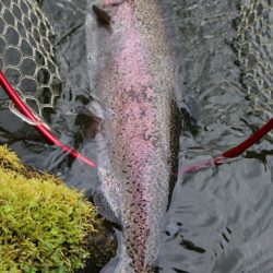 小菅トラウトガーデン 釣果