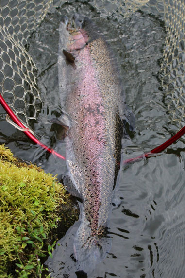小菅トラウトガーデン 釣果