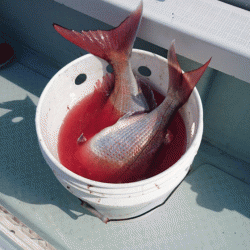 遊漁船ブルーウッズ 釣果